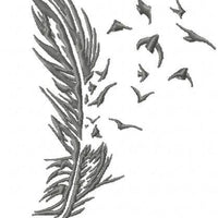 Feathers and Birds